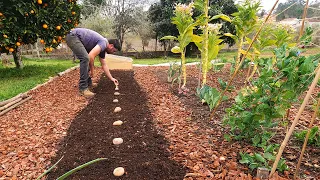 Dig vs. No-Dig Potatoes Experiment - #3