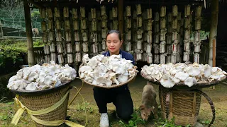 Mushroom Species Process - Harvest Mushroom Goes to market sell - Cooking