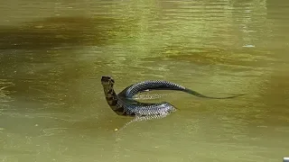 A Very Curious Cottonmouth