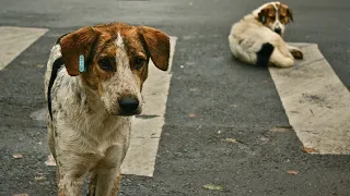 Love Street Dog's 🐕please love & care street dogs🐶❣️ #shorts  #short