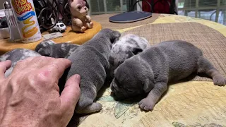Merle French bulldogs 2 1/2 weeks old
