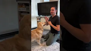 This cue can prevent your dog from jumping on guests