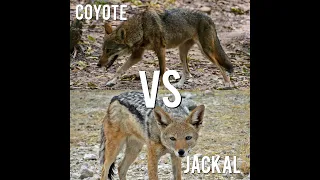 Comparison of the Coyote VS Jackal: Who is Stronger?