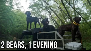 2 BEARS, 1 EVENING: Bear Chasin’ with Hounds
