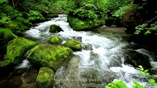 Relaxing Stream Sounds for Meditation, Relaxation, Sleep, Insomnia