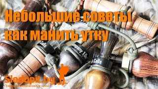 Небольшие советы как манить утку