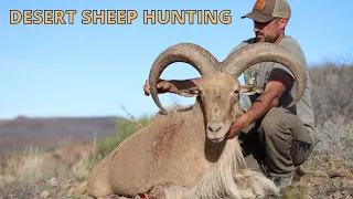 HUNTING DESERT SHEEP & GIANT AOUDAD RAMS