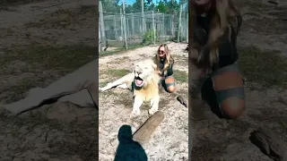 MASSIVE White Lion Hugs!