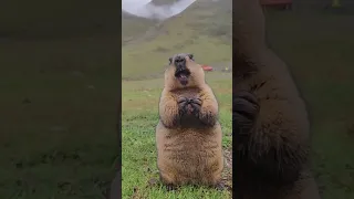 Cute groundhog eating Oreo