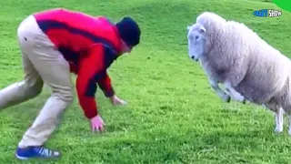 RAMS AND GOATS ARE ATTACKING! ANIMALS ATTACK PEOPLE #8