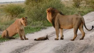 2 leoni trovarono una volpe stremata e senza forze, ma ciò che avvenne in seguito ha dell’incredibil