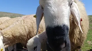 GÜZEL BİR BAHAR GÜNÜ KOYUN YAYMAYA DEVAM