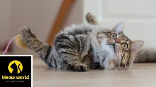 It's TIME for SUPER LAUGH!🐱 | Best FUNNY CAT Videos of the Week 😸 | Cats of instagram 2020