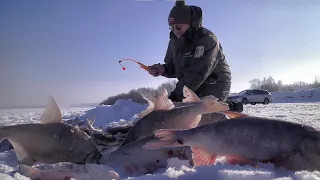 КРУПНЯК КЛЮЕТ ПРЯМ В ОГОРОДЕ.......Рыбалка в мороз на Комбайны и безмотылку! Рыбалка на Алтае