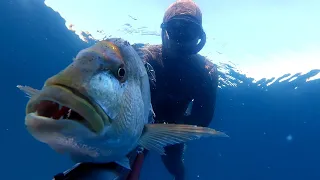 Spearfishing Croatia - Summer 2020