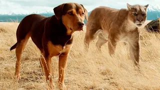 🐆⚡🐕Путь домой (2019)🐕⚡🐆 трейлер русский ДИВАН РУЛИТ