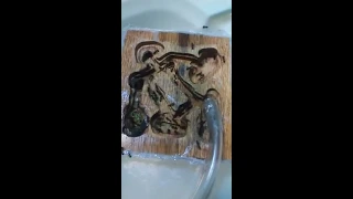 Moving my 3 year old Camponotus pennsylvanicus colony into the new carved pine nest (part 2)