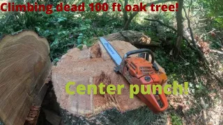 Massive dead oak removal.