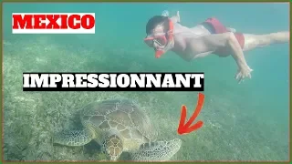 JE NAGE AVEC DES TORTUES GEANTES AU MEXIQUE ET PAS QUE ... !! 🐢😱