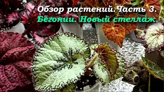 Обзор растений. Часть 3. Бегонии. Новый стеллаж.