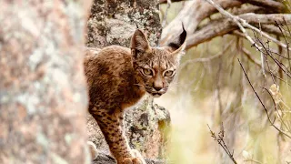 Your 5 Facts About The Iberian Lynx