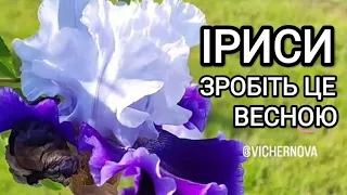 Іриси (півники) Весняний догляд, обробка, підживлення. Що треба зробити весною? #іриси