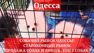 Одесса. СОБАЧИЙ РЫНОК ОДЕССЫ! СТАРОКОННЫЙ РЫНОК. ПРОДАЖА СОБАК И КОШЕК. ТОП 5 СОБАК. ПТИЧИЙ РЫНОК!