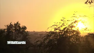 WildEarth - Sunset Safari - 09 February 2022