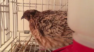 Just watching a Japanese quail