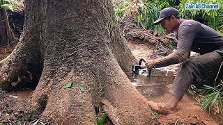 so exhausting.!!but it pays off with very good wood - felling a trembesi tree