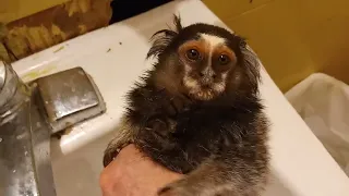 Baby Monkey after her bath - common marmoset