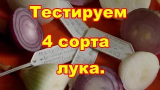 Тест 4 сортов лука по внешнему виду,на разрезе,и на вкус