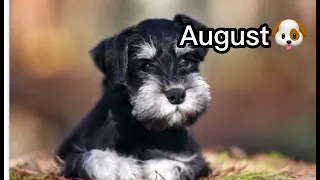 Your month your puppy