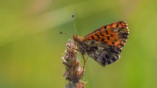 motyl dostojka dia (Boloria dia; Violet Fritillary butterfly)