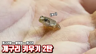 Raising Frogs at Home in Real Life!!!(ENG sub)