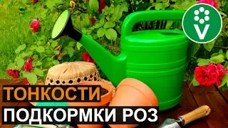 ❤ЛЮБИМОЕ УДОБРЕНИЕ РОЗ! Подкормите розы сейчас для эффектного цветения!