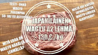 Osa 26 - Wagyu A2 Lehmä! Japanissa lehmien lihojen marmorikin on eri luokkaa