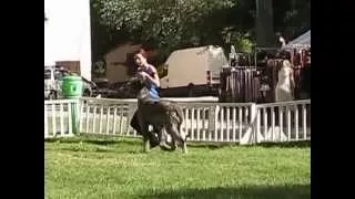 lévrier irlandais ou irish wolfhound