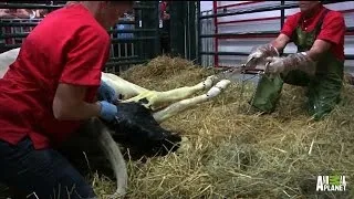 Lucy the Cow Gives Birth to Calf, Desi Jr | #LaborLive