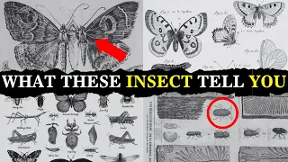 The Secret Spiritual Meanings Of Insects in Your House