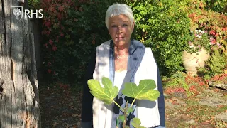 How to grow a tree of hope with Dame Judi Dench | Grow at Home | RHS