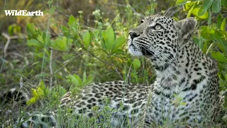 SafariLIVE Sunset - 16 May 2024