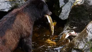 Bears of Anan Creek