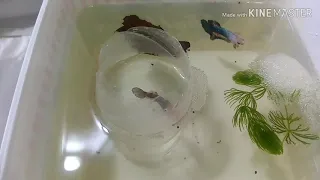 How to breed betta fish - Easy and Simple steps to breed betta successfully