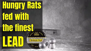 Hungry Rats Fed With Lead - Air Rifle Pest Control