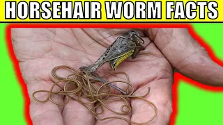 Horsehair worm Facts- Weird & Mind bending Life Cycle of this Disgusting Parasite