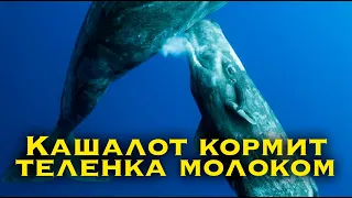 Встреча мамой кита теленка кашалота во время вскармливания молоком. Киты – это одни из самых крупных