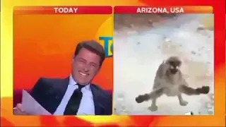 News Anchor laughs at Mountain Lion