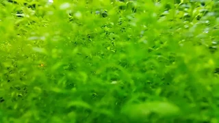 Bitkili Akvaryum Fotosentez ( plant aquarium photosynthesis )