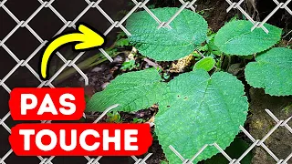 Une Piqûre Que Tu n'oublieras Jamais || La Plante la Plus Dangereuse du Monde